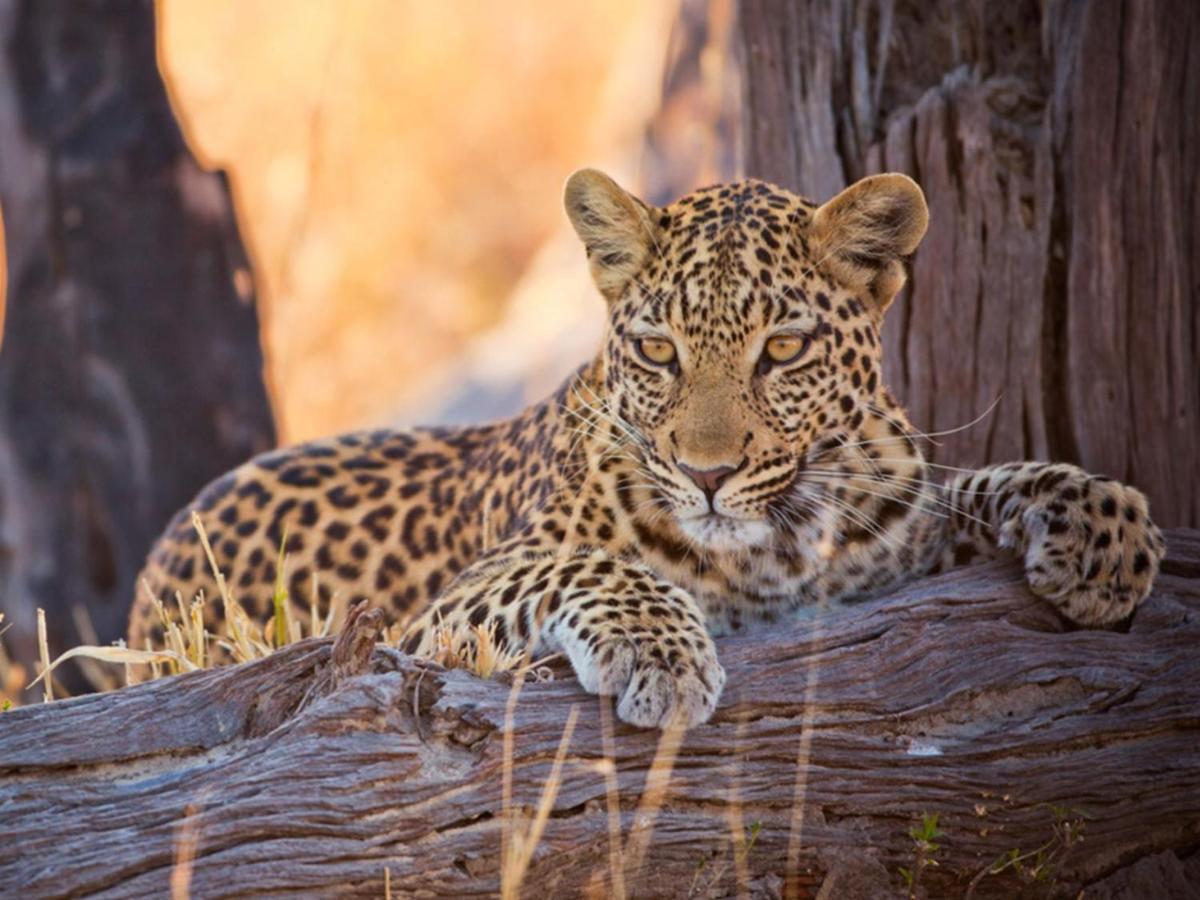 Imagine Africa Luxury Tented Camp Reserva de Caça de Balule Exterior foto
