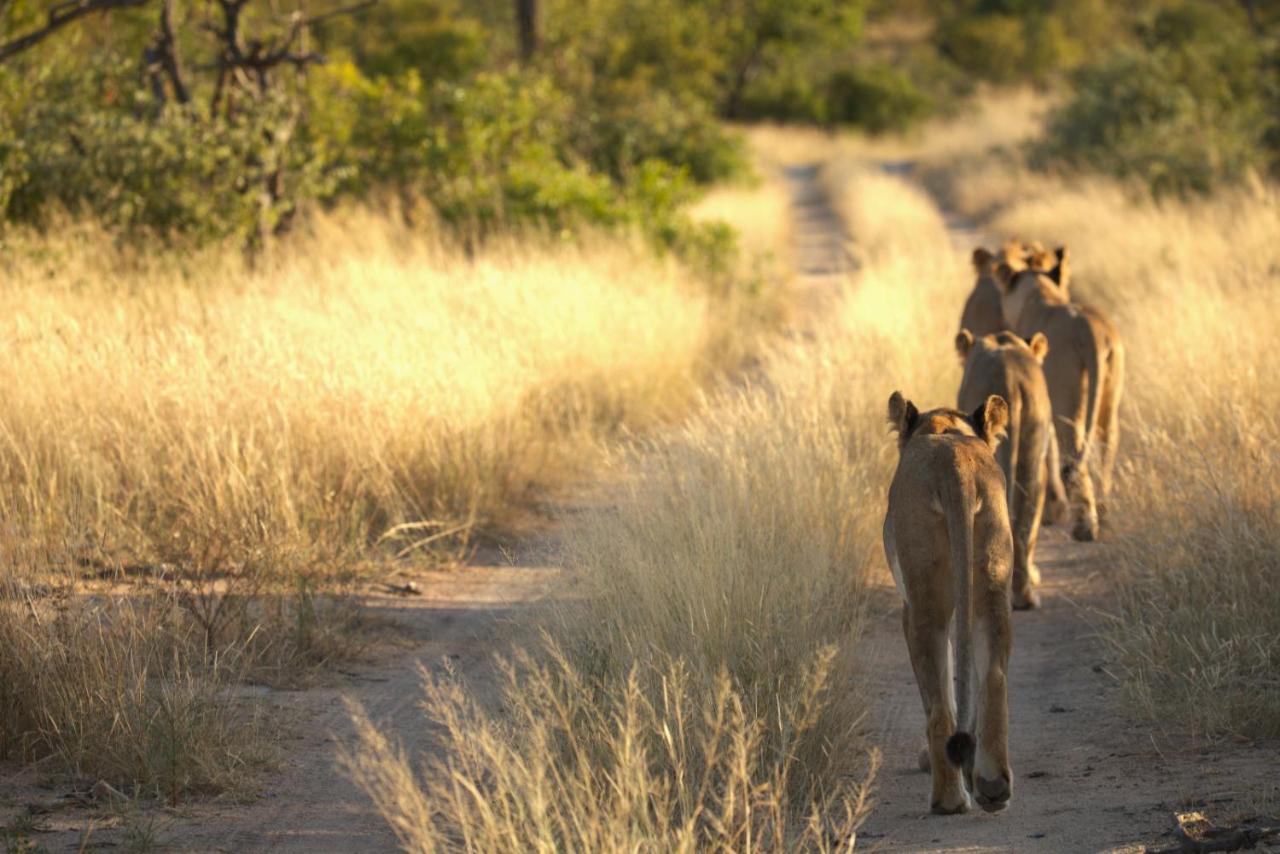 Imagine Africa Luxury Tented Camp Reserva de Caça de Balule Exterior foto