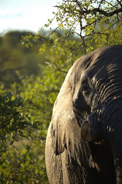 Imagine Africa Luxury Tented Camp Reserva de Caça de Balule Exterior foto