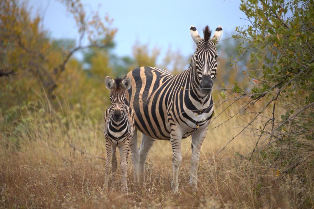 Imagine Africa Luxury Tented Camp Reserva de Caça de Balule Exterior foto